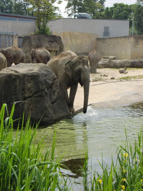 elephant elephant family elephant's child