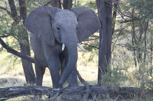 elephant africa safari