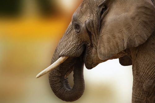 elephant animal ivory