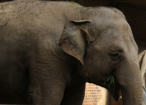 elephant animal rudi