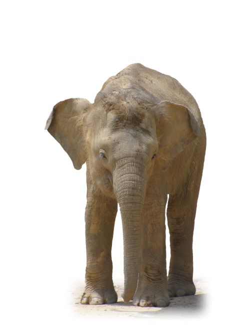 elephant animal african