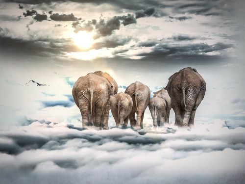 elephant clouds sun