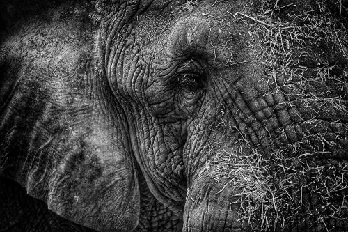 elephant head black and white