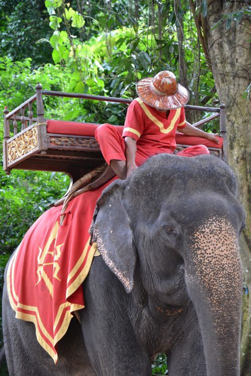 elephant tourist animal