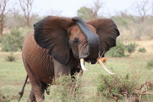 elephant african elephant kenya