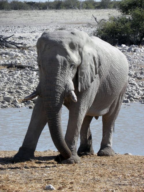 elephant animal namibia