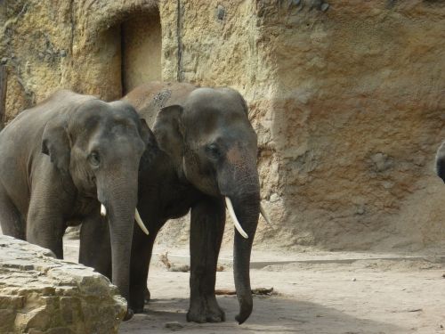 elephants zoo wild