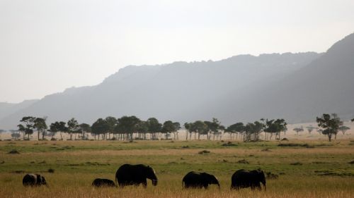 elephant africa safari