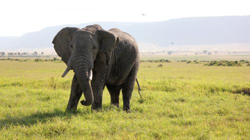 elephant africa safari