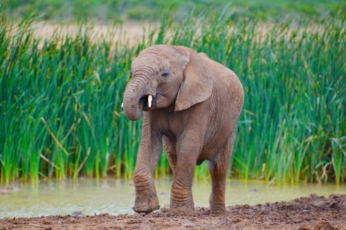 elephant south africa addo national park