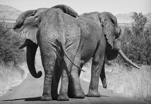 elephant africa large