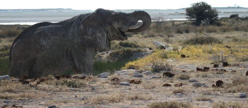 elephant etosha namibia