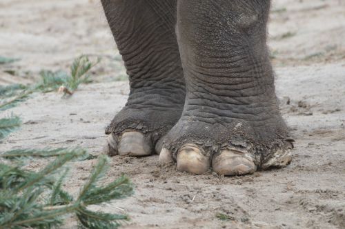 elephant feet tear