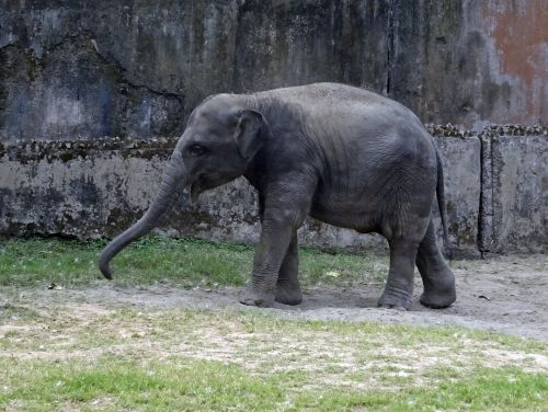 elephant asian indian