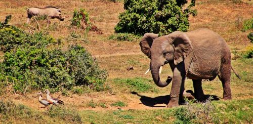 elephant animal african bush elephant