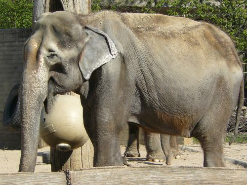 elephant zoo animals