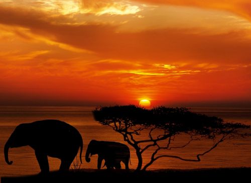 elephant tree africa