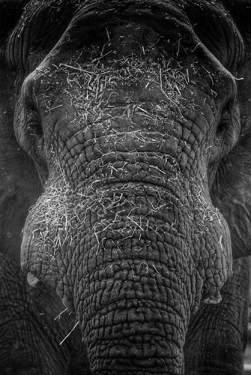 elephant head black and white