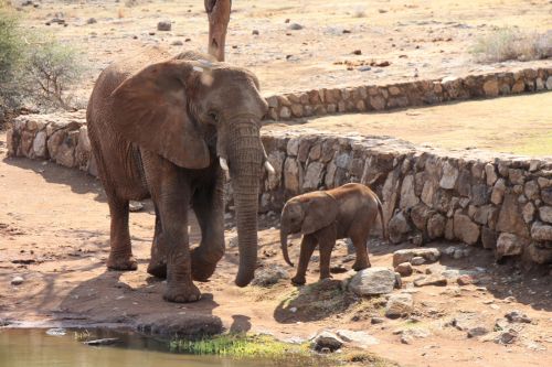 elephant south africa africa