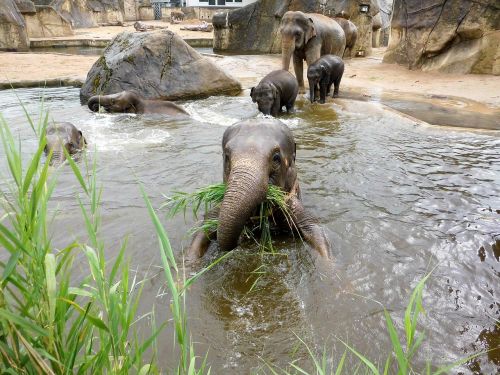 elephant zoo animals