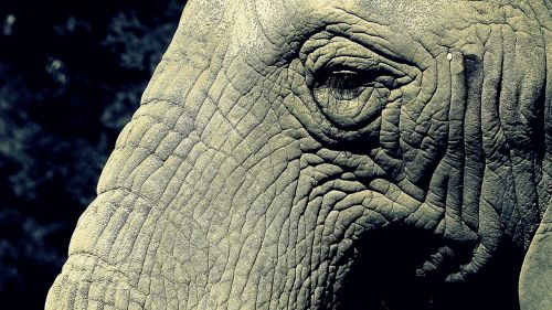 elephant trunk eye