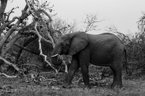 elephant wild africa nature safari