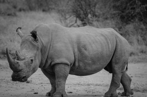 rhinoceros safari rhino