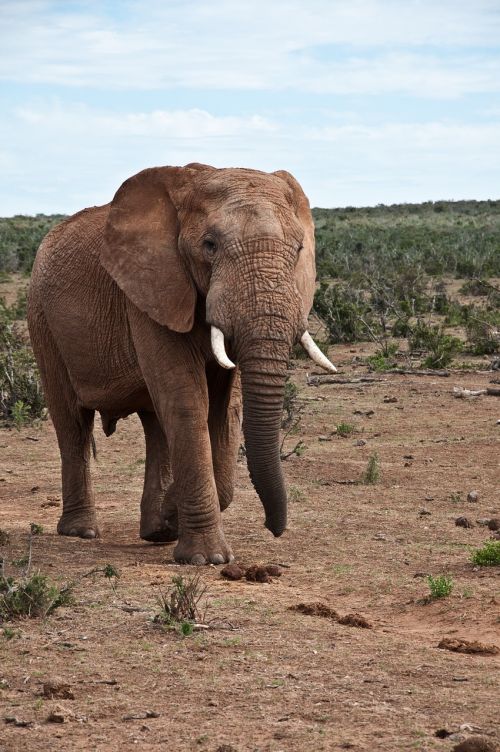 elephant africa wildlife