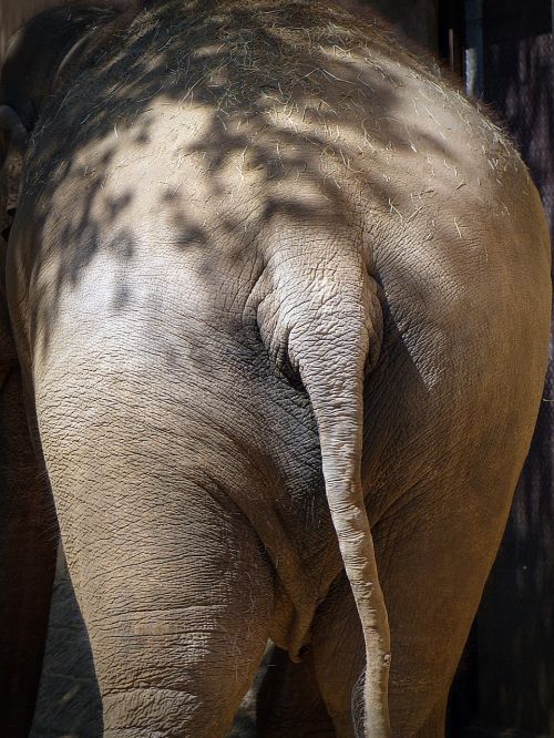 elephant rump pachyderm