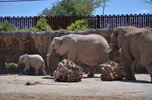 elephant elephants family