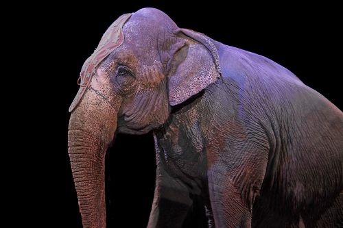 elephant pachyderm circus