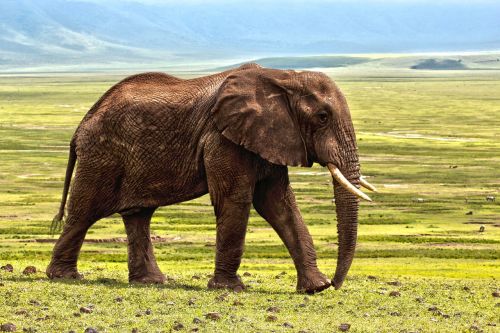 elephant safari animal