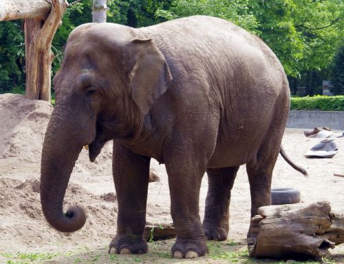 elephant large mammal indonesian