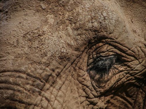elephant eye wildlife