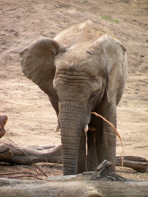 elephant animals proboscis