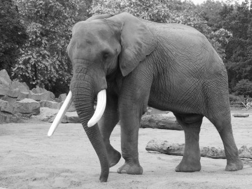 elephant black and white animal portrait