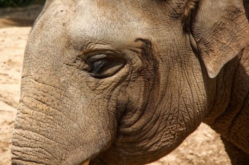 elephant zoo eye