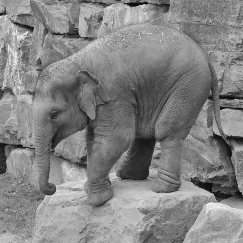 elephant trunk animal