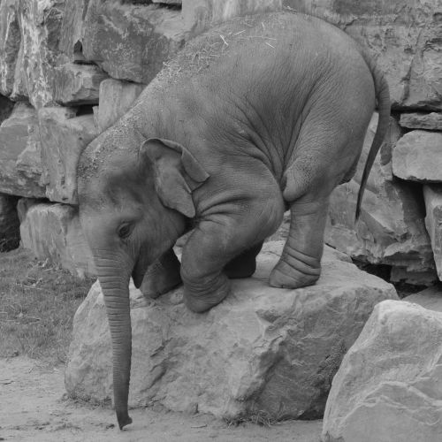 elephant trunk animal