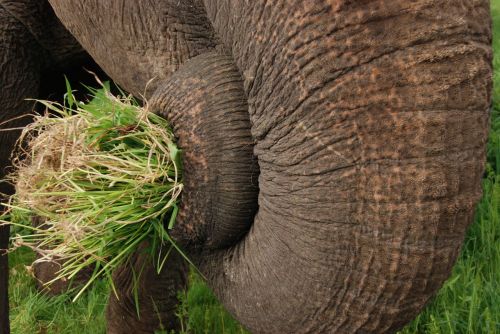 elephant trunk grass