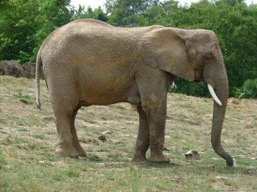 elephant pachyderm defence