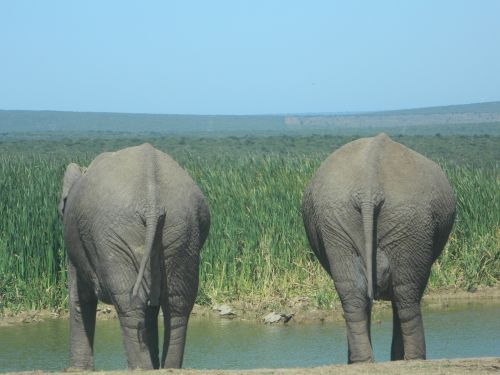 elephant nature south africa