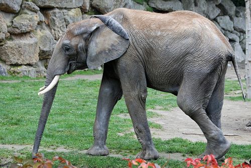 elephant zoo pachyderm