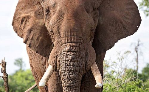 elephant africa tusk
