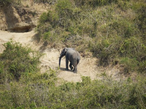 elephant uganda rise