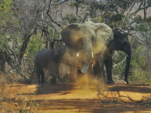 elephant wild life nature