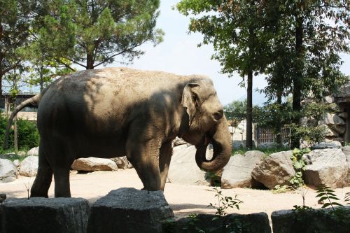 elephant animal animals