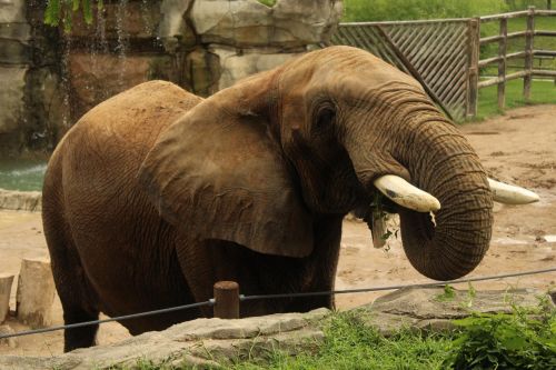 elephant trunk feed