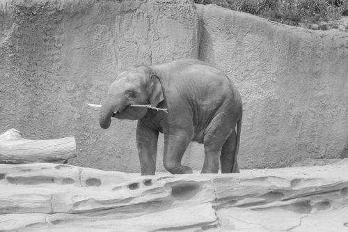 elephant black white