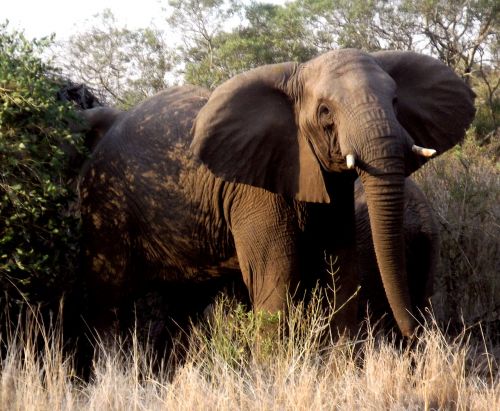 elephant animal wildlife
